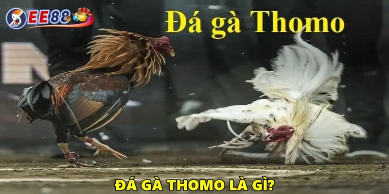 Đá gà Thomo là gì?