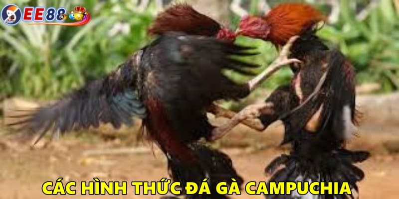 Các hình thức đá gà Campuchia