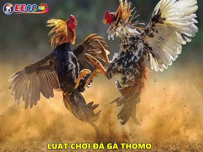 Đá gà Thomo có luật chơi như thế nào?