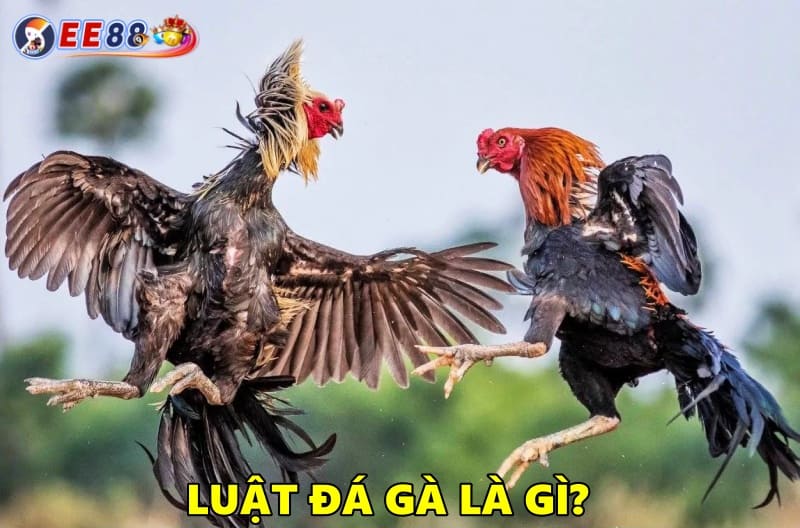 Luật đá gà là gì?